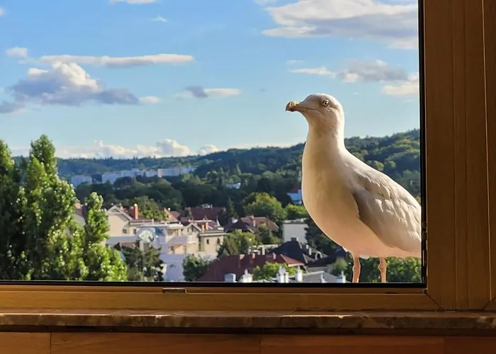 Apartament Sceneria 公寓 索波特